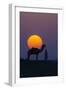 Camel and person at sunset, Thar Desert, Rajasthan, India-Art Wolfe-Framed Photographic Print