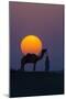 Camel and person at sunset, Thar Desert, Rajasthan, India-Art Wolfe-Mounted Photographic Print