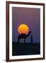 Camel and person at sunset, Thar Desert, Rajasthan, India-Art Wolfe-Framed Photographic Print