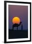 Camel and person at sunset, Thar Desert, Rajasthan, India-Art Wolfe-Framed Photographic Print