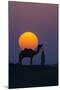 Camel and person at sunset, Thar Desert, Rajasthan, India-Art Wolfe-Mounted Photographic Print
