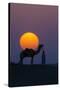 Camel and person at sunset, Thar Desert, Rajasthan, India-Art Wolfe-Stretched Canvas