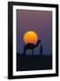 Camel and person at sunset, Thar Desert, Rajasthan, India-Art Wolfe-Framed Photographic Print