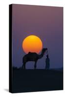 Camel and person at sunset, Thar Desert, Rajasthan, India-Art Wolfe-Stretched Canvas