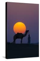 Camel and person at sunset, Thar Desert, Rajasthan, India-Art Wolfe-Stretched Canvas