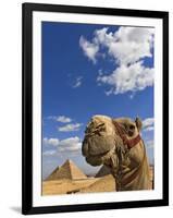 Camel and Pyramids Of Giza, Egypt-Adam Jones-Framed Photographic Print