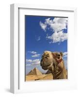 Camel and Pyramids Of Giza, Egypt-Adam Jones-Framed Photographic Print