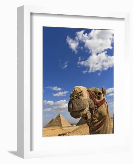 Camel and Pyramids Of Giza, Egypt-Adam Jones-Framed Photographic Print