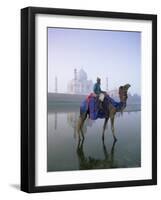 Camel and Rider in Front of the Taj Mahal and Yamuna River, Taj Mahal, Uttar Pradesh State, India-Gavin Hellier-Framed Photographic Print