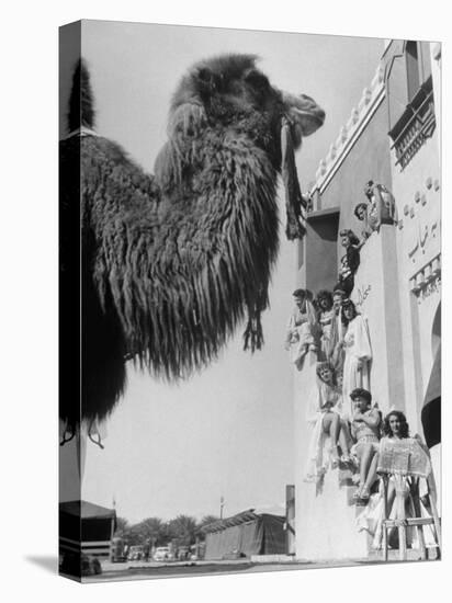 Camel and Women Dressed in Arabic Clothing Attending Date Festival-Loomis Dean-Stretched Canvas