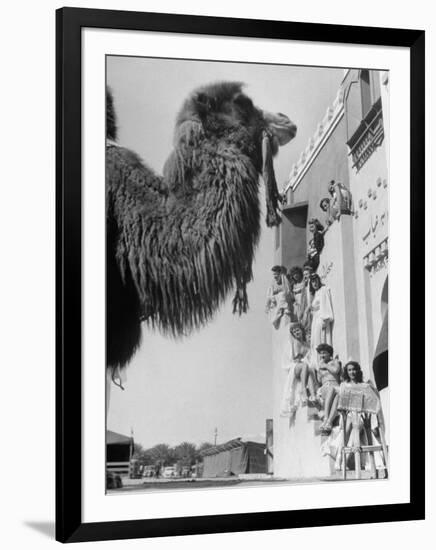 Camel and Women Dressed in Arabic Clothing Attending Date Festival-Loomis Dean-Framed Photographic Print