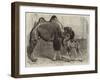 Camel and Young-null-Framed Giclee Print