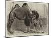 Camel and Young-null-Mounted Giclee Print