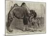 Camel and Young-null-Mounted Giclee Print