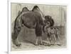 Camel and Young-null-Framed Giclee Print