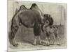 Camel and Young-null-Mounted Giclee Print