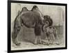 Camel and Young-null-Framed Giclee Print