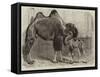 Camel and Young-null-Framed Stretched Canvas