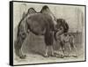 Camel and Young-null-Framed Stretched Canvas