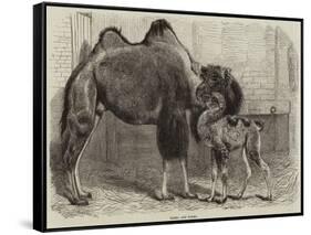 Camel and Young-null-Framed Stretched Canvas