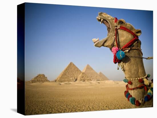 Camel at the Pyramids, Giza, Cairo, Egypt-Doug Pearson-Stretched Canvas