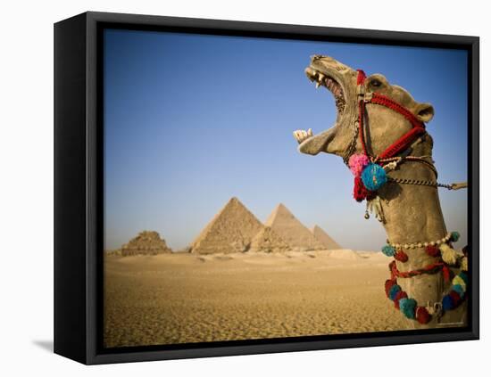 Camel at the Pyramids, Giza, Cairo, Egypt-Doug Pearson-Framed Stretched Canvas