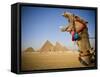 Camel at the Pyramids, Giza, Cairo, Egypt-Doug Pearson-Framed Stretched Canvas