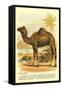 Camel by the Nile-null-Framed Stretched Canvas