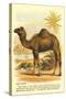 Camel by the Nile-null-Stretched Canvas