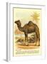 Camel by the Nile-null-Framed Art Print