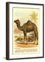 Camel by the Nile-null-Framed Art Print