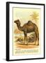 Camel by the Nile-null-Framed Art Print