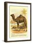 Camel by the Nile-null-Framed Art Print