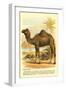 Camel by the Nile-null-Framed Art Print