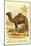 Camel by the Nile-null-Mounted Art Print