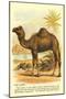 Camel by the Nile-null-Mounted Art Print