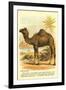 Camel by the Nile-null-Framed Art Print