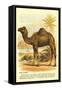 Camel by the Nile-null-Framed Stretched Canvas