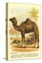 Camel by the Nile-null-Stretched Canvas