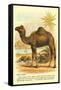 Camel by the Nile-null-Framed Stretched Canvas