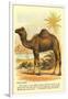 Camel by the Nile-null-Framed Art Print