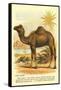 Camel by the Nile-null-Framed Stretched Canvas