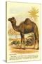 Camel by the Nile-null-Stretched Canvas