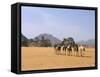 Camel Caravan, Akakus, Sahara Desert, Fezzan, Libya, North Africa, Africa-Sergio Pitamitz-Framed Stretched Canvas