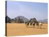 Camel Caravan, Akakus, Sahara Desert, Fezzan, Libya, North Africa, Africa-Sergio Pitamitz-Stretched Canvas