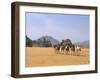 Camel Caravan, Akakus, Sahara Desert, Fezzan, Libya, North Africa, Africa-Sergio Pitamitz-Framed Photographic Print