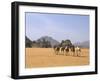 Camel Caravan, Akakus, Sahara Desert, Fezzan, Libya, North Africa, Africa-Sergio Pitamitz-Framed Photographic Print