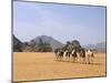 Camel Caravan, Akakus, Sahara Desert, Fezzan, Libya, North Africa, Africa-Sergio Pitamitz-Mounted Photographic Print