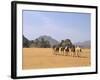 Camel Caravan, Akakus, Sahara Desert, Fezzan, Libya, North Africa, Africa-Sergio Pitamitz-Framed Photographic Print