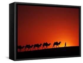 Camel Caravan at Sunrise, Silk Road, China-Keren Su-Framed Stretched Canvas